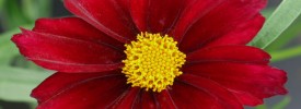 Coreopsis-Mercury-Rising- Coreopsis-Mercury-Rising-