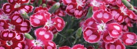 Dianthus-'Spangled-Star'--- Dianthus-'Spangled-Star'---