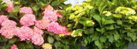 Hydrangea-Feature-GH-and-fi Hydrangea-Feature-GH-and-fi