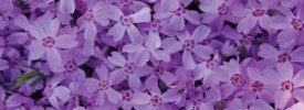 Phlox-Bubblegum Phlox-Bubblegum