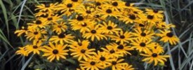 RUDBECKIA-Little-Goldstar RUDBECKIA-Little-Goldstar