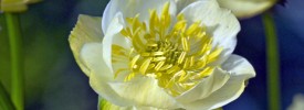 Trollius-Cheddar-web Trollius-Cheddar-web