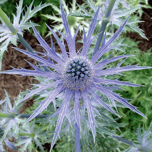 Eryngium 'Big Blue'