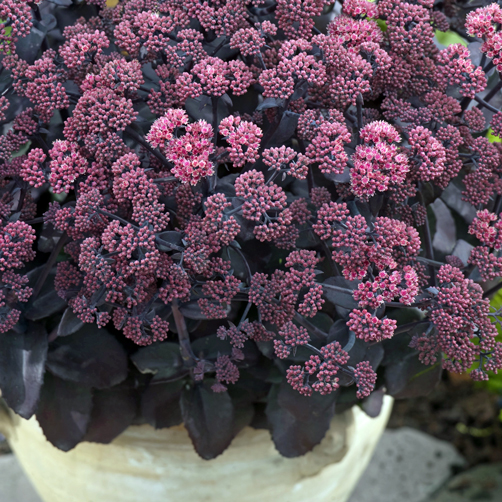 Sedum Xenox