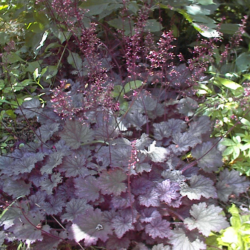 Heuchera ‘Frosted Violet’