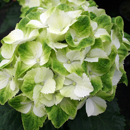 Hydrangea Everlasting® Wings