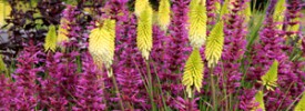 Kniphofia_Pineapple_Popsicl