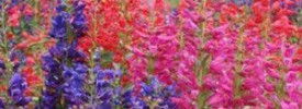 Penstemon-Riding-Hood-Serie Penstemon-Riding-Hood-Serie