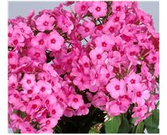 Phlox Flame Series Pink