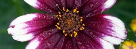 Coreopsis-Berry-Chiffon-2