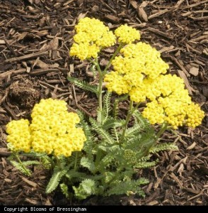 Achillea Little Moonshine BofB