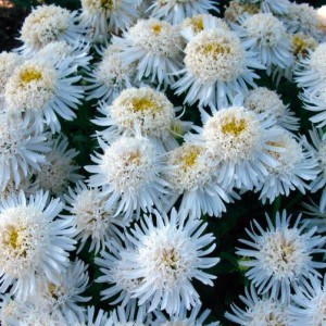 Aster-X-White-web