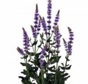 Salvia-Ice-Blue-web
