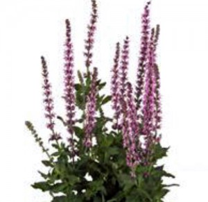 Salvia-Salute-Pink-web