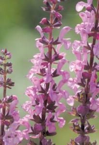 Salvia Sensation Deep Rose