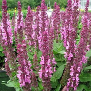 Salvia-Sensation-Pink-web
