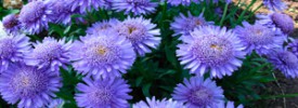 Aster-X-Blue