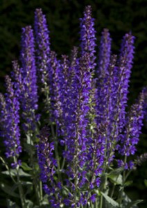 Bartels-Salvia-Salute-Deep-Blue-02-2