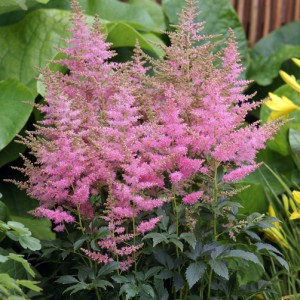 Astilbe-Country-and-Western