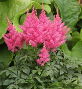Astilbe-Drum-and-Bass(R-web