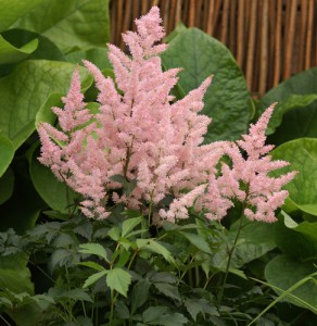 Astilbe-New-Wave-web