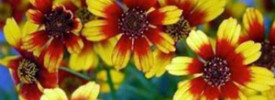 Coreopsis-Satin-&-Lace-Red-