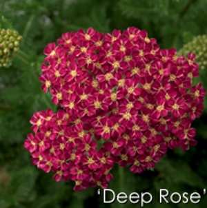 Desert Eve Deep Rose