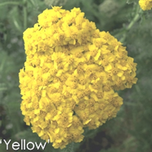 Desert Eve Yellow