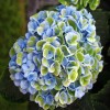 Hydrangea 'Revolution'