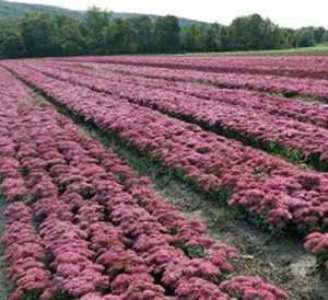 Sedum-Munstead-Dk-Reweb2