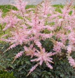 Astilbe-web-Hennie-Graaflan