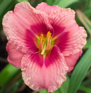 Hemerocallis-Siloam-web-Rib