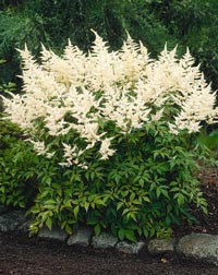 Astilbe Bridal Veil