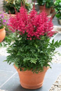 Astilbe-Carmine-web