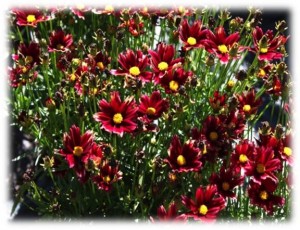 Coreopsis Lil' Bang 'Red Elf'