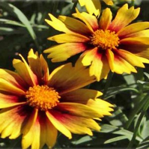 Coreopsis-Lil'-Bang-Enchant