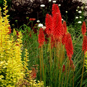Kniphofia_Redhot_Popsicle-T