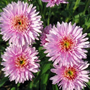 Aster-X-Pink-web