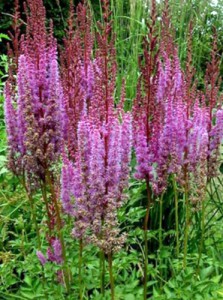 Astilbe-Purple-Candles-web