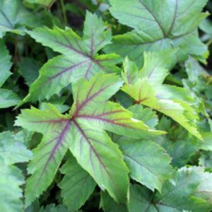 Filipendula-Red-Umbrellas-w