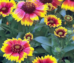 Gaillardia-Dark-Bicolor-web