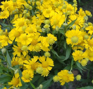 Helenium-Sombrero-web