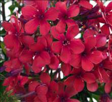 Phlox Early Red
