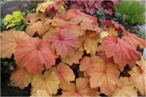 Heuchera Mega Caramel 3