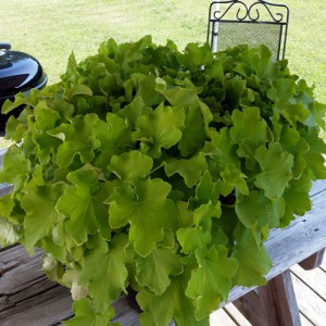 Heuchera-Guacamole-web