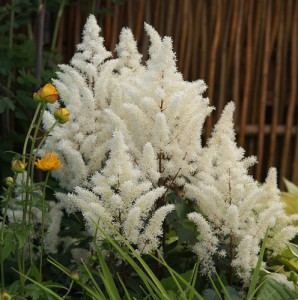 Astilbe-Rock-and-Roll-web