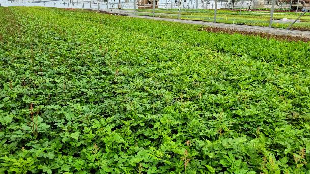 Astilbe in large 18-cell liners
