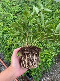 Astilbe in large 4” 18-cell liners