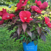 Hibiscus Moonshadow™ ‘Morello’