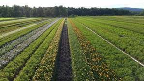 field